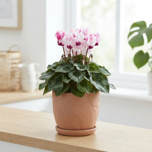 Mixed Large-Flowered Cyclamen persicum – 17cm Pot