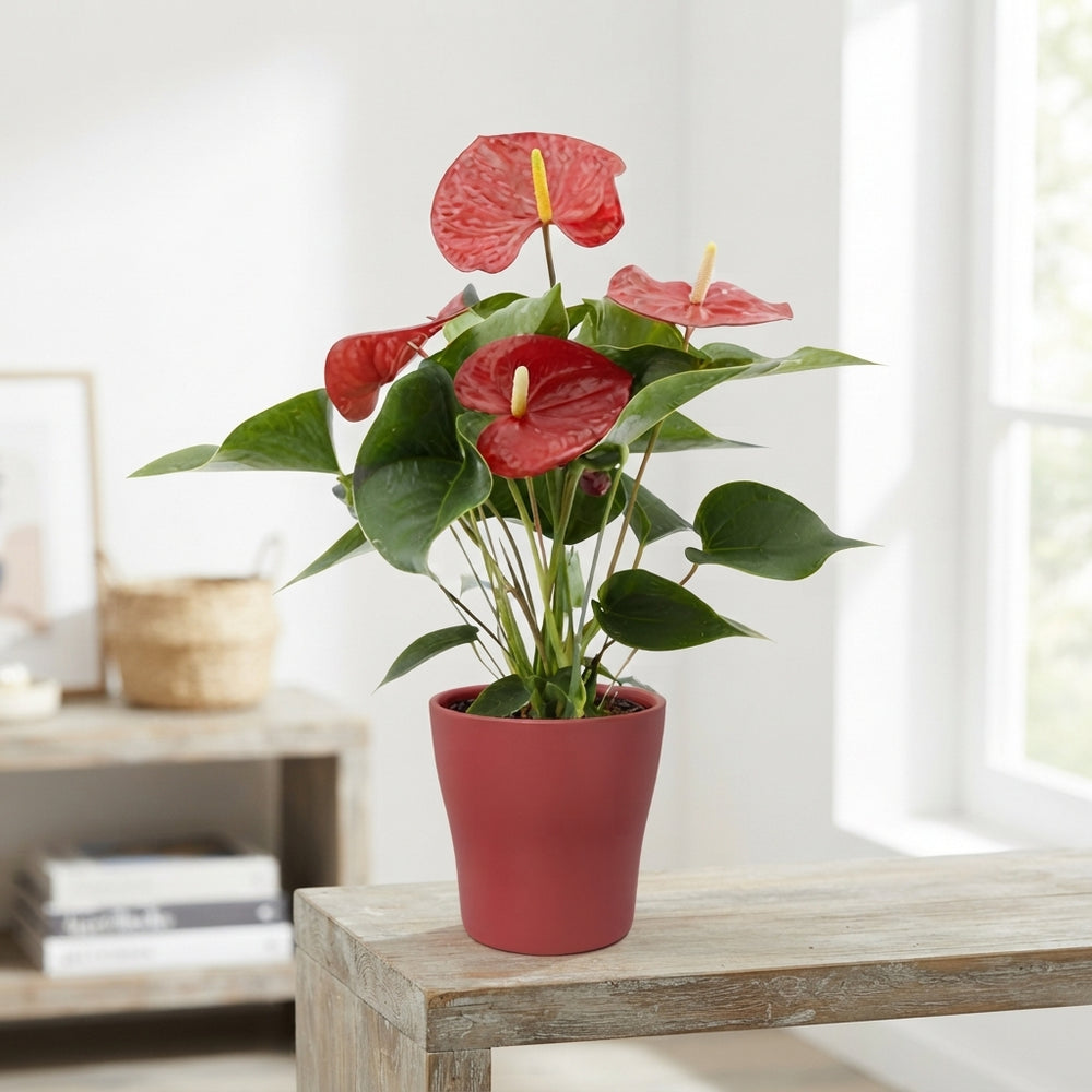 Anthurium Flowering Houseplant – 12cm Pot