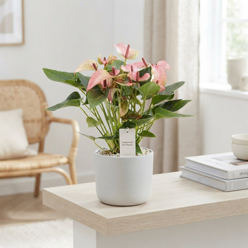 Anthurium ‘Anthu An Matata’ – 12cm Pot