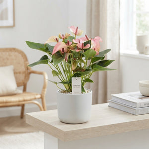Anthurium ‘Anthu An Matata’ – 12cm Pot
