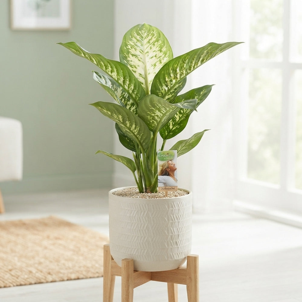 Dieffenbachia ‘Tropic Snow’ – 21cm Pot, 70cm High