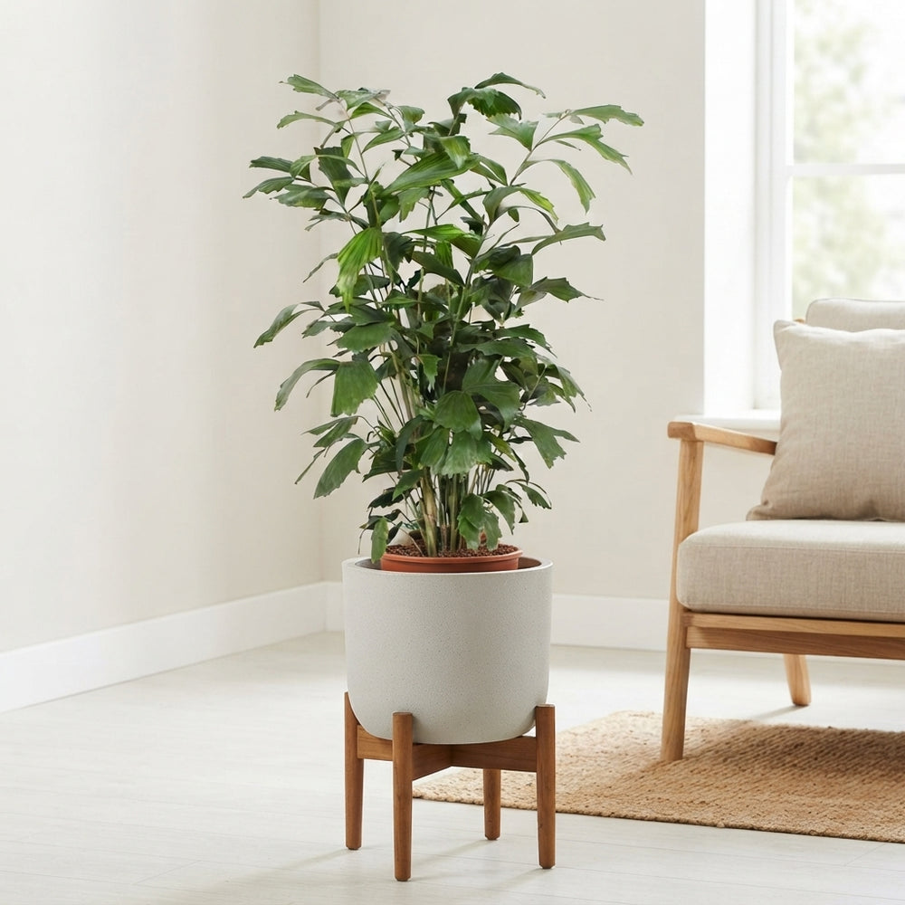 Fishtail Palm (Caryota mitis) – 27cm Pot, 120cm Tall
