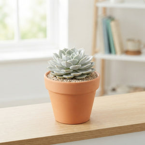 Echeveria Succulent – 12cm Pot