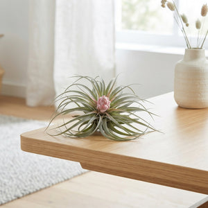 Tillandsia ‘Cotton Candy’ Air Plant