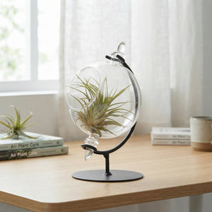 Air Plant in Glass Globe – 9cm