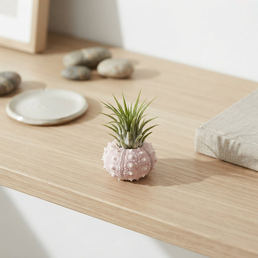 Tillandsia Air Plant in Decorative Shell – 4cm