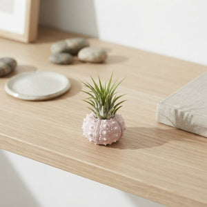 Tillandsia Air Plant in Decorative Shell – 4cm