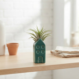 Air Plant Arrangement – Dark Colour Mix, 3cm Ceramic Pot