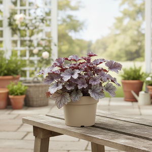 Mixed Heuchera Plants – 19cm Pot