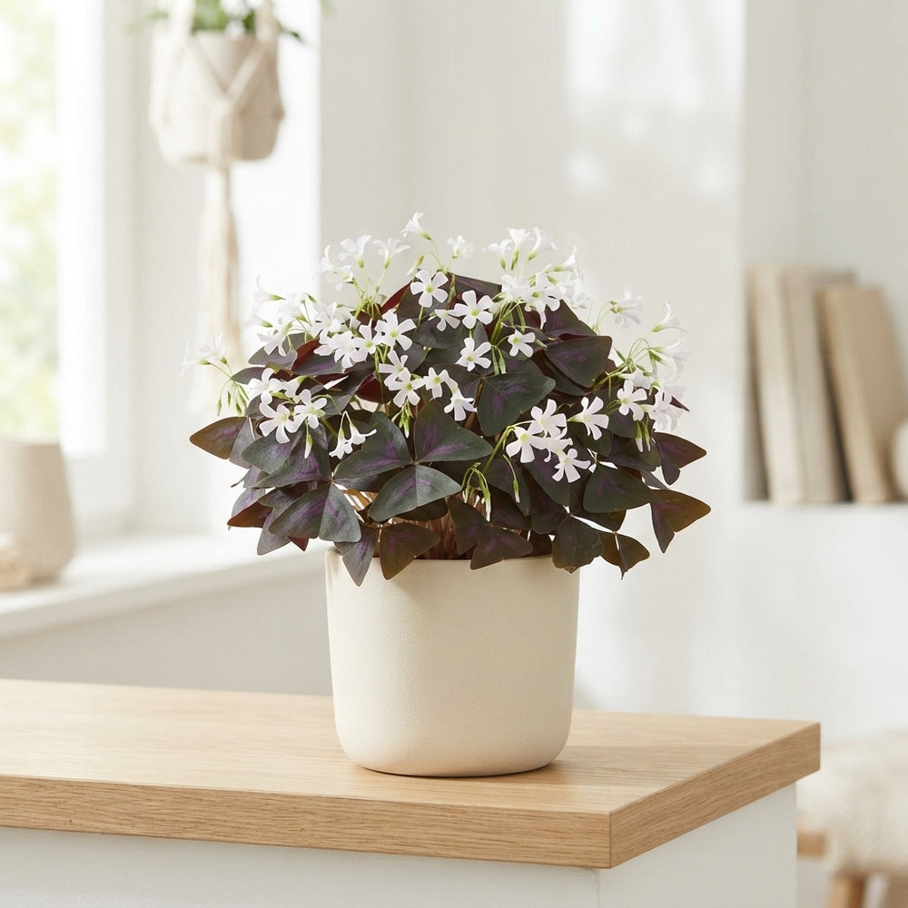 Oxalis triangularis ‘Papilinc’ – 12cm Pot