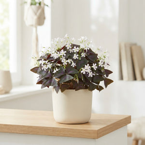 Oxalis triangularis ‘Papilinc’ – 12cm Pot