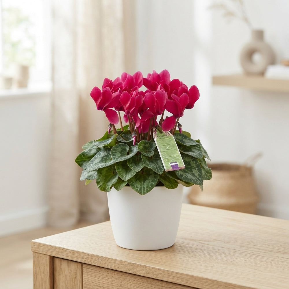 Mixed-Colour Small-Flowered Cyclamen (Cyclamen persicum) – 10.5cm Pot