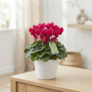 Mixed-Colour Small-Flowered Cyclamen (Cyclamen persicum) – 10.5cm Pot