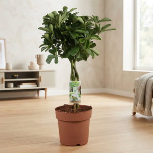 Dwarf Umbrella Tree (Schefflera arboricola) – 21cm Pot