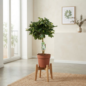Gold Capella Umbrella Plant (Schefflera arboricola) – 21cm Pot