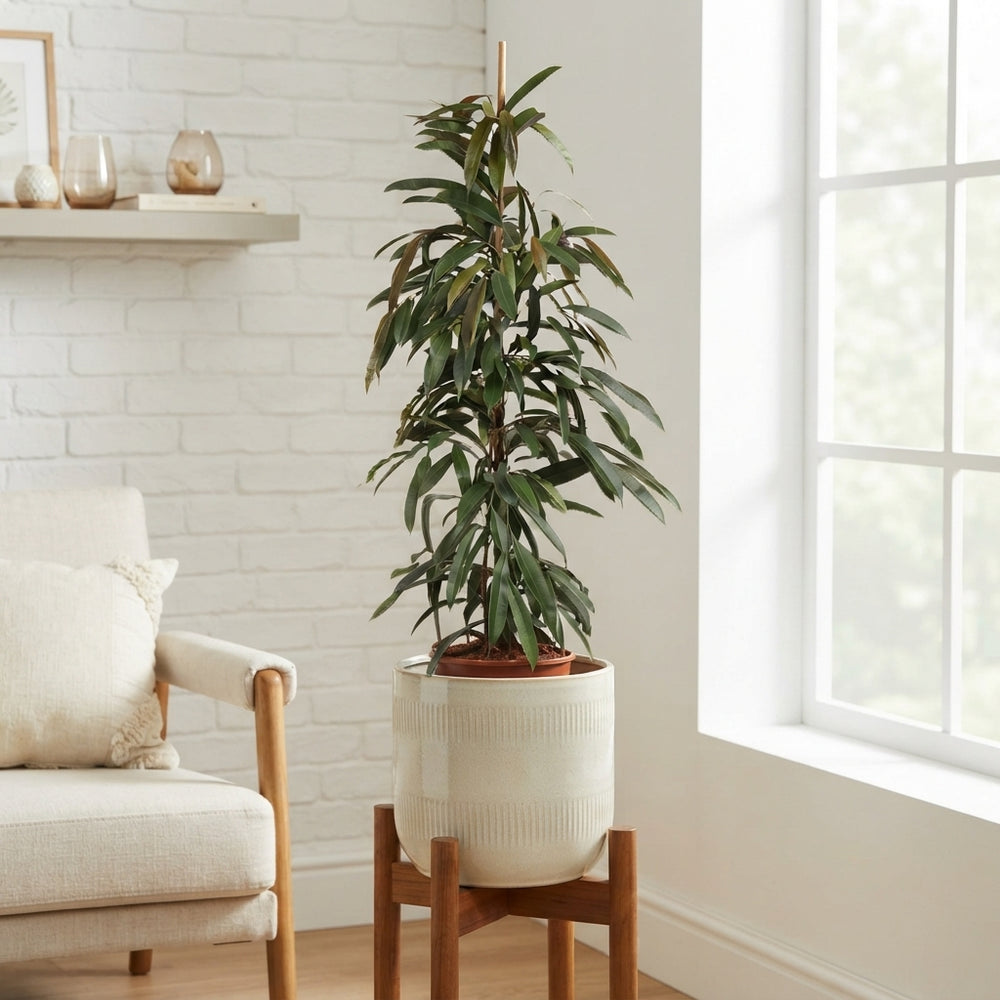 Ficus ‘Amstel King’ – 27cm Pot, Approx. 135cm High