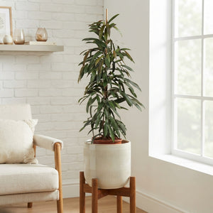 Ficus ‘Amstel King’ – 27cm Pot, Approx. 135cm High