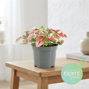 Confetti Plant (Hypoestes phyllostachya) – 8.5cm Pot