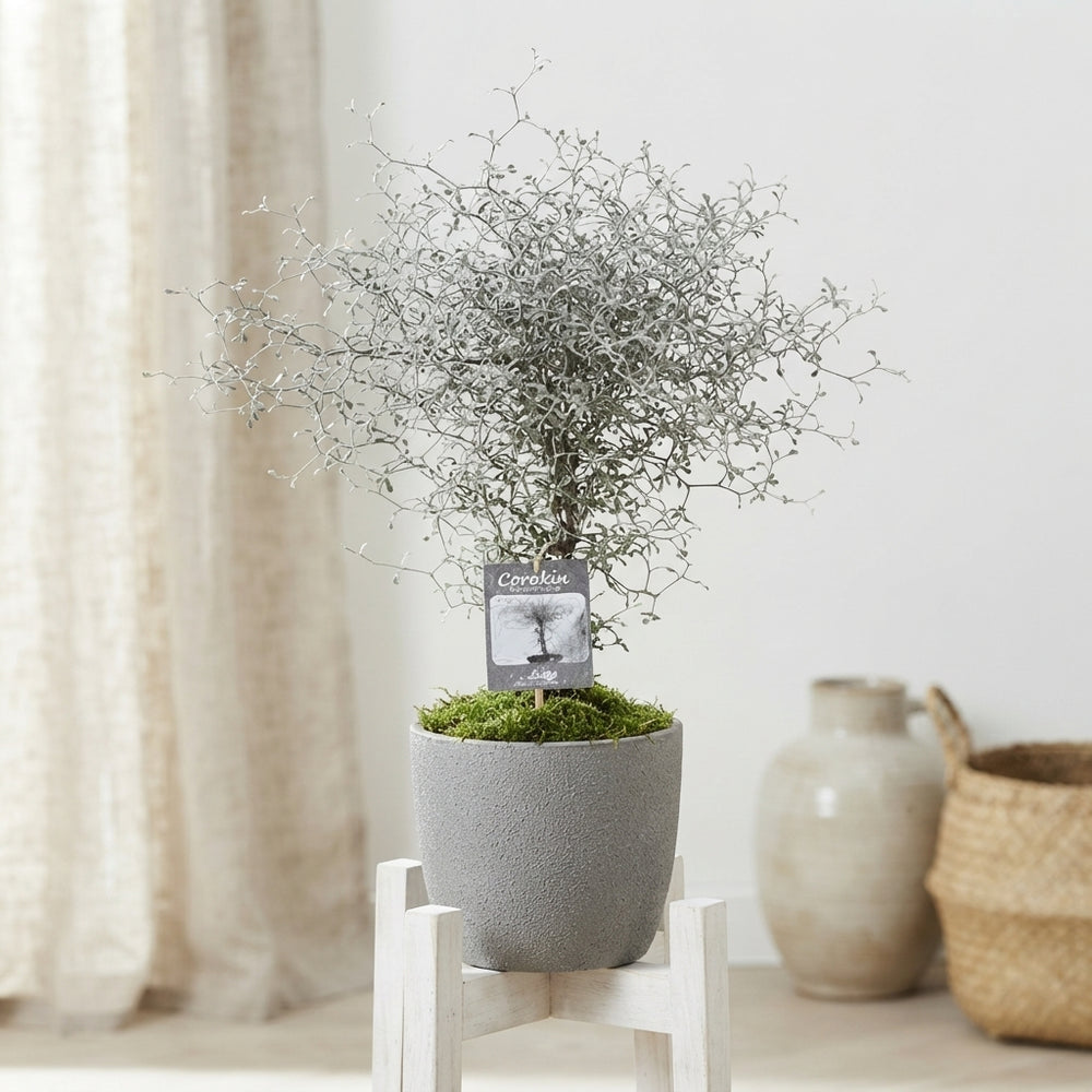 Corokia Stonepot – 18cm Pot, 40cm High