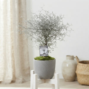 Corokia Stonepot – 18cm Pot, 40cm High