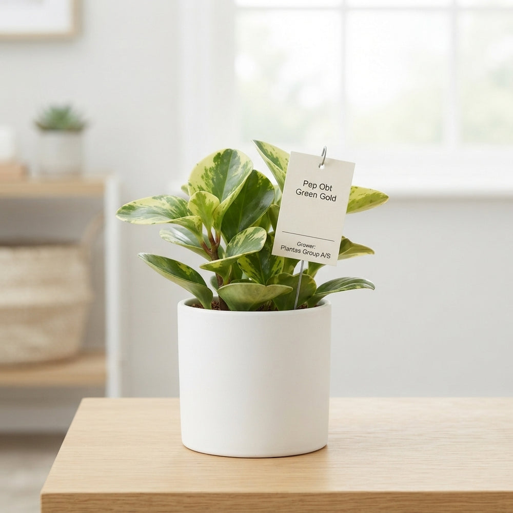 Golden Peperomia – 12cm Pot, Approx. 25cm High