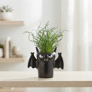 Juncus Spiralis Corkscrew Rush – 11cm Pot