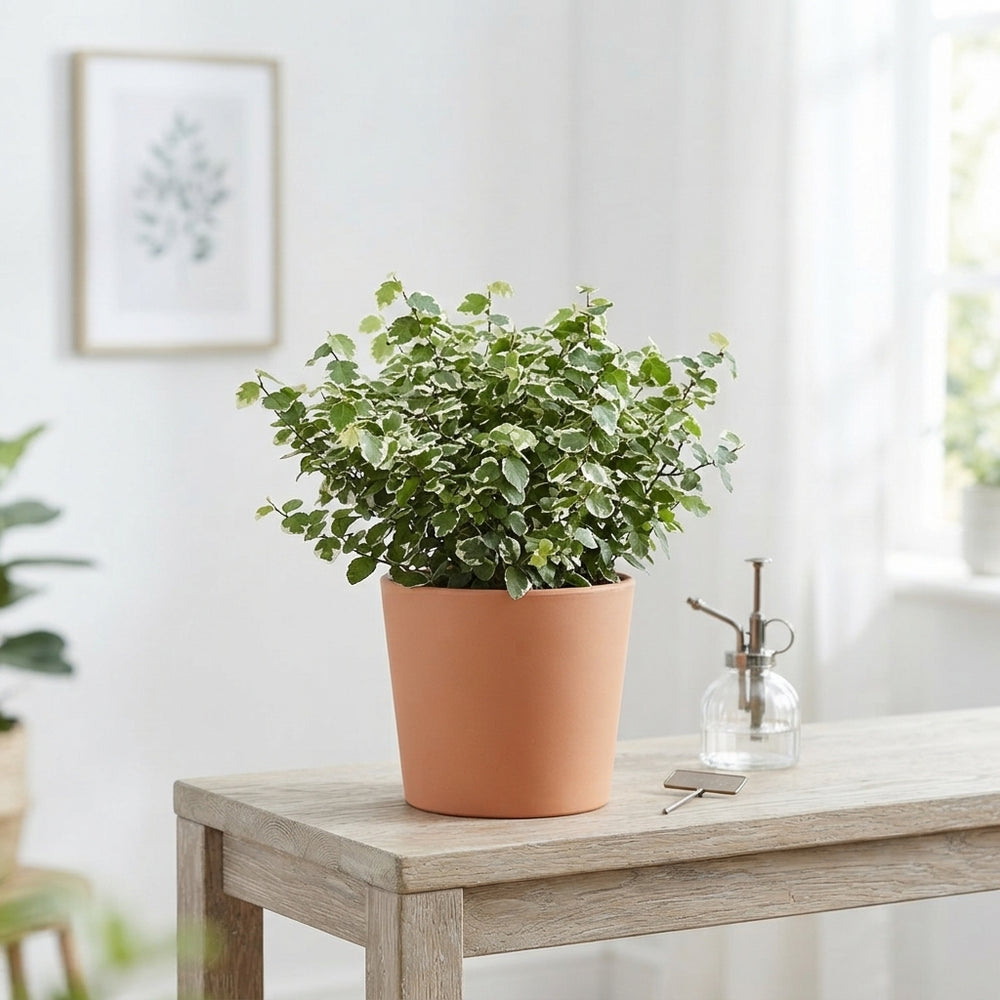 Ficus pumila ‘Bellus’ – 11cm Pot