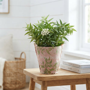 Hoya Bella Flowering Plant in 12cm Pot Cover