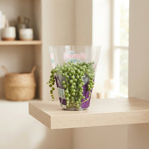 String of Pearls (Senecio rowleyanus) – 9cm Pot