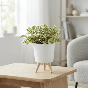 Mixed Green Plant Arrangement in Milano Pots – 9cm