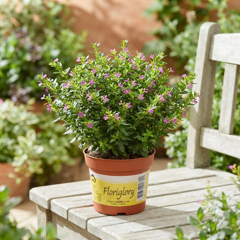 Lilac Cuphea 'Hy Floriglory' – 11cm Pot