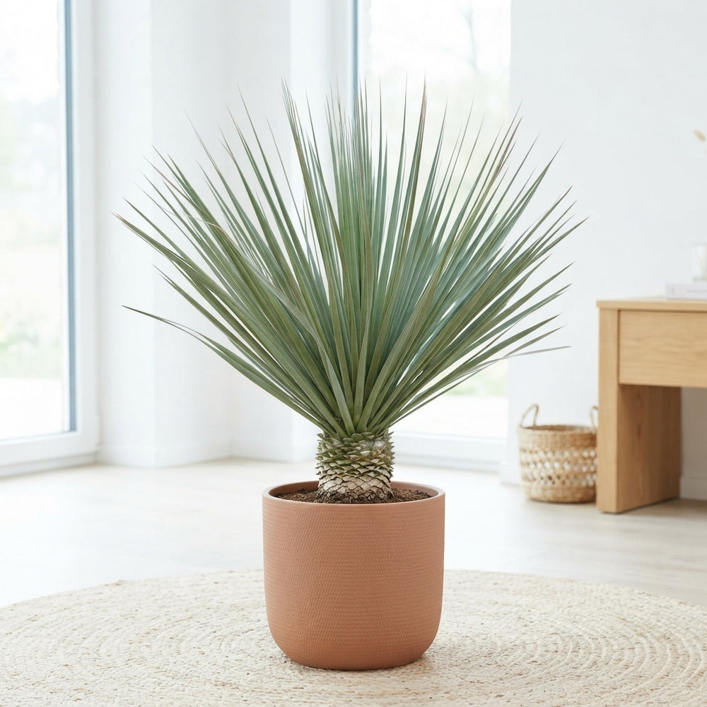 Blue-leaved Ponytail Palm (Nolina nelsonii) – 50cm Pot