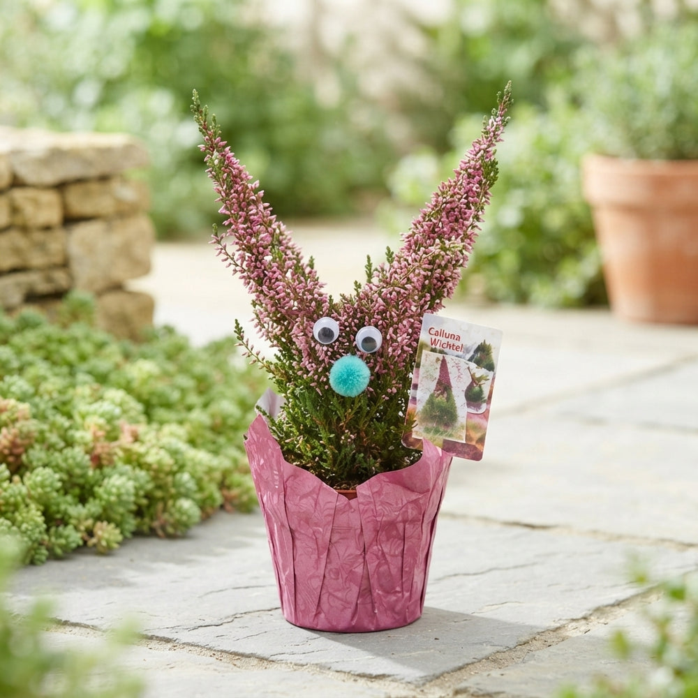 Pink Heather (Calluna vulgaris) – 12cm Pot
