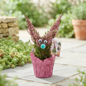 Pink Heather (Calluna vulgaris) – 12cm Pot