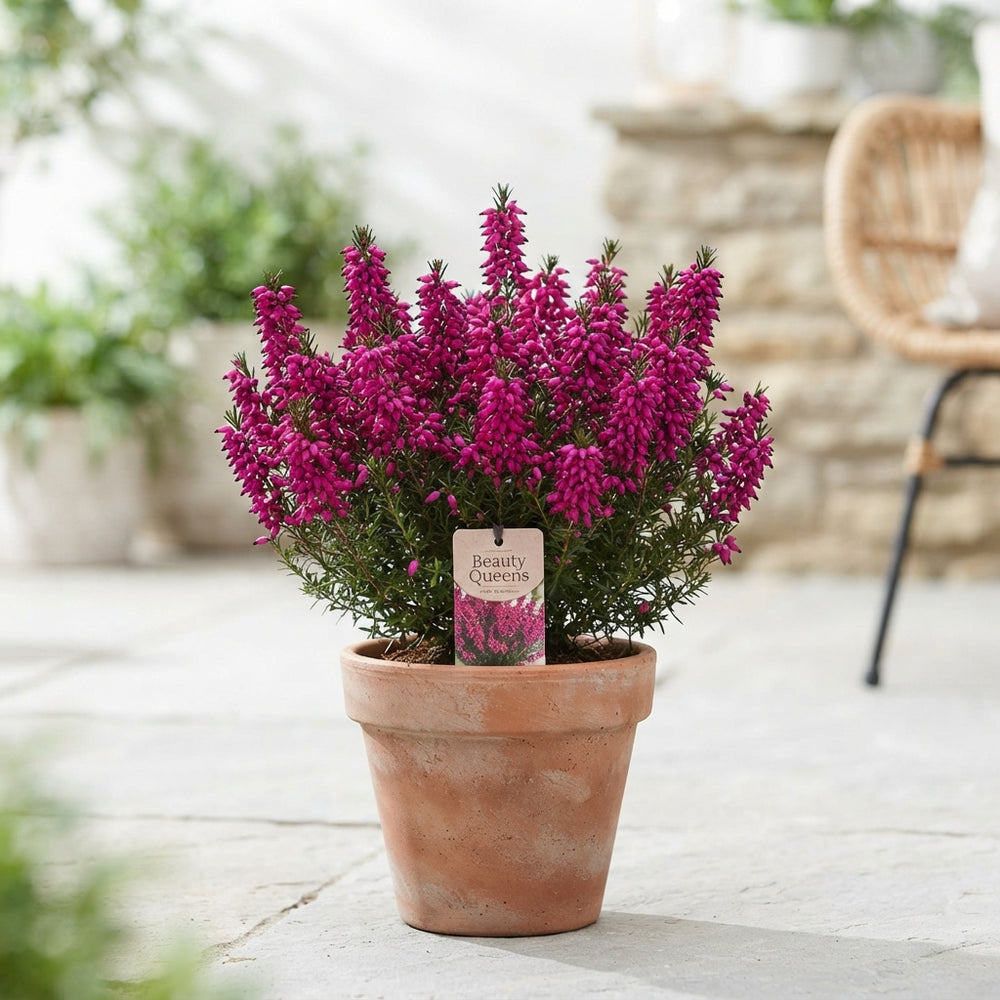 Erica gracilis ‘Beauty Queens’ Mixed Heather – 17cm Pot