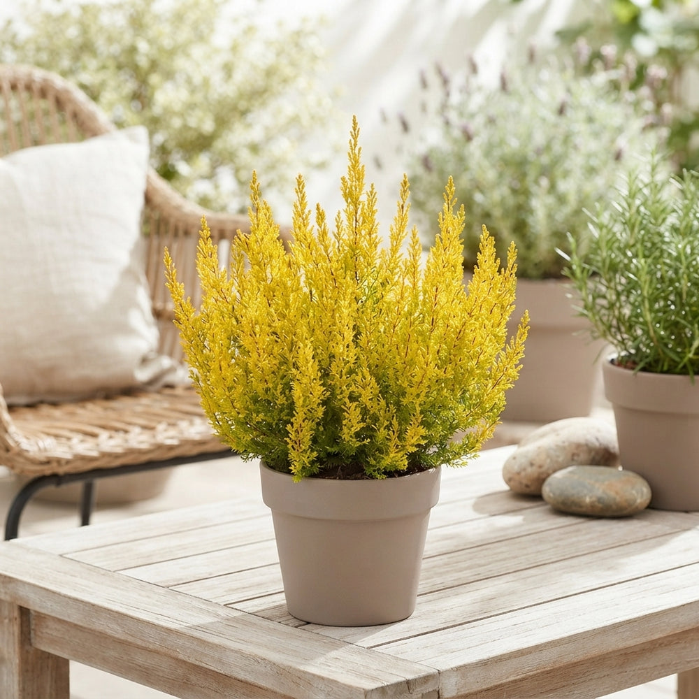 Golden Heath (Erica arborea ‘Alberts Gold’) – 12cm Pot