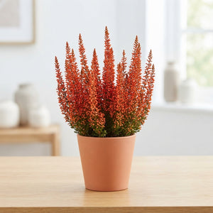Painted Blue Heather (Calluna vulgaris) – 9.5cm Pot