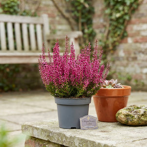 Calluna vulgaris Heather Trio – 9.5cm Pot