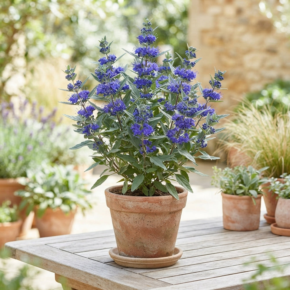 Caryopteris × clandonensis – 19cm Pot, 45cm High