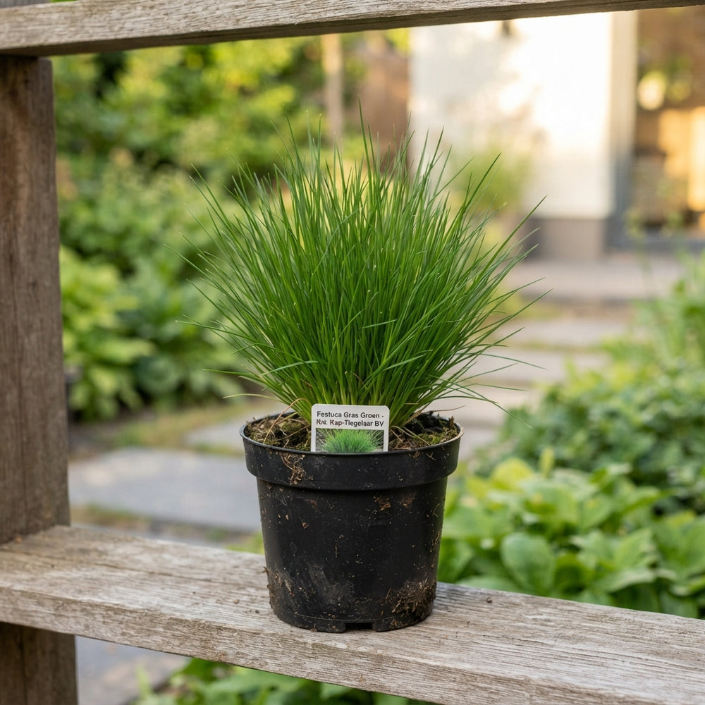 Green Festuca Ornamental Grass – 10.5cm Pot