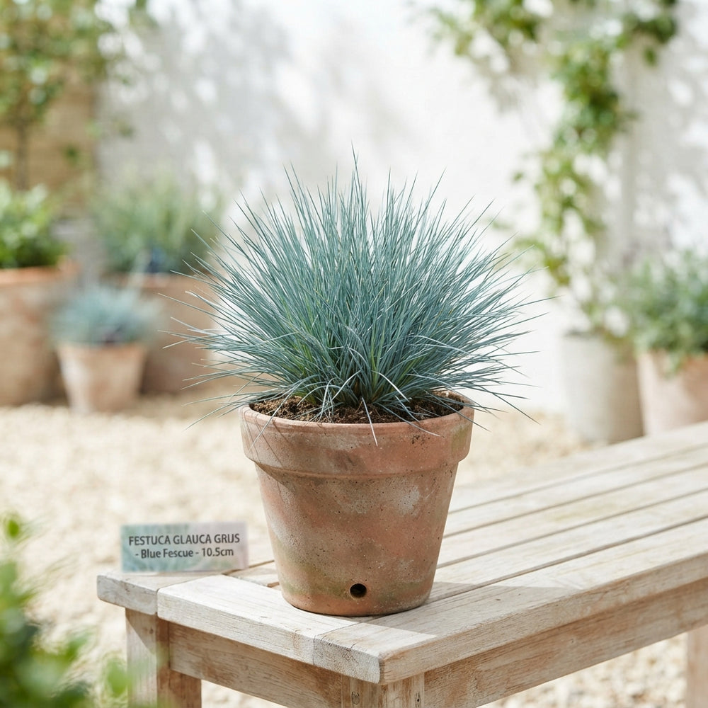 Blue Fescue Grass (Festuca glauca) – 10.5cm Pot