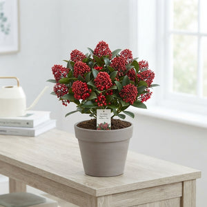 Skimmia japonica ‘Red Berry Bee’ – 10.5cm Pot