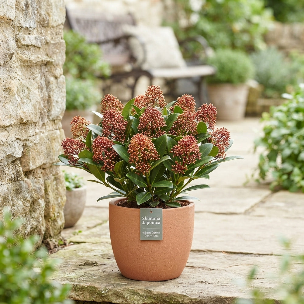 Skimmia japonica 'Rubesta Optima' – 10.5cm Pot