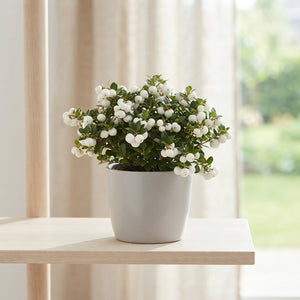 White Pernettya Gaultheria – 10.5cm Pot