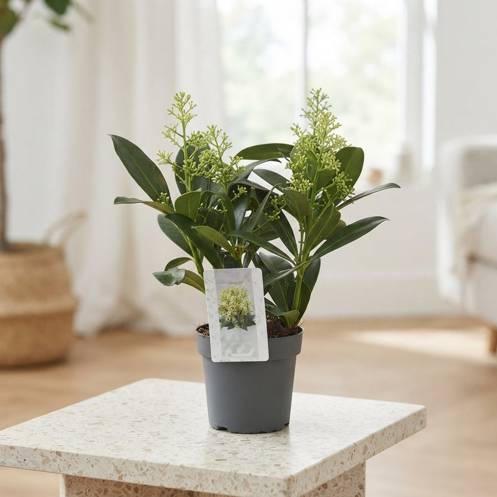 Skimmia japonica 'Finchy' – 10cm Pot