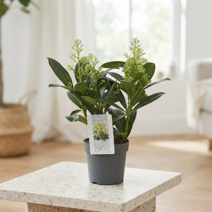 Skimmia japonica 'Finchy' – 10cm Pot
