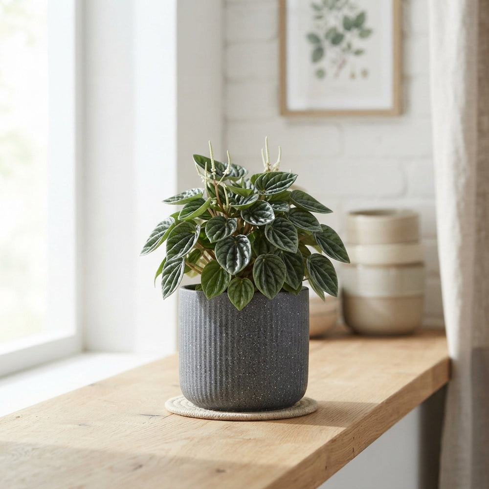 Ceramic Ornamental Plant Pot – 12cm