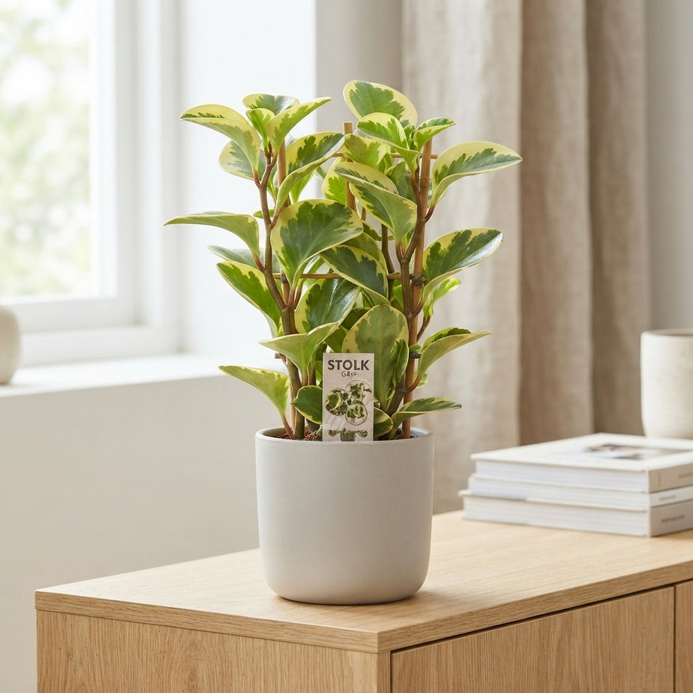 Peperomia Obtusifolia ‘Bicolour’ – 14cm Pot