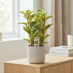 Peperomia Obtusifolia ‘Bicolour’ – 14cm Pot