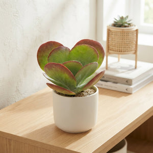 Kalanchoe ‘Red Lips’ – 12cm Pot